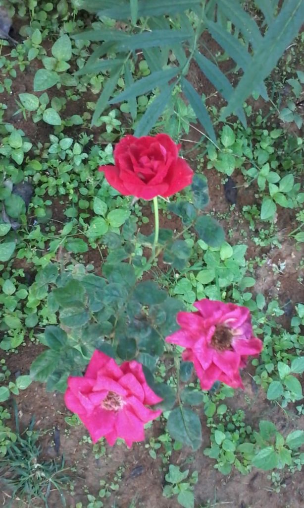 rose