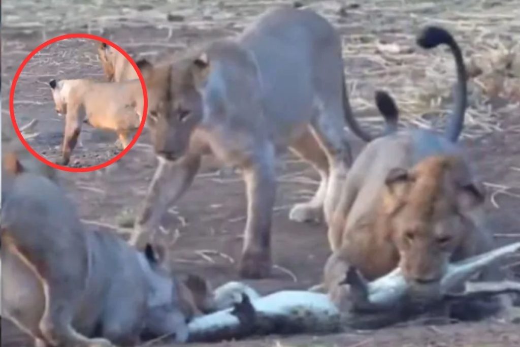 Lion hunting crocodile