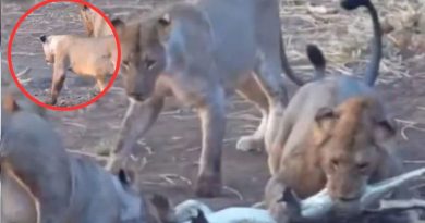 Lion hunting crocodile