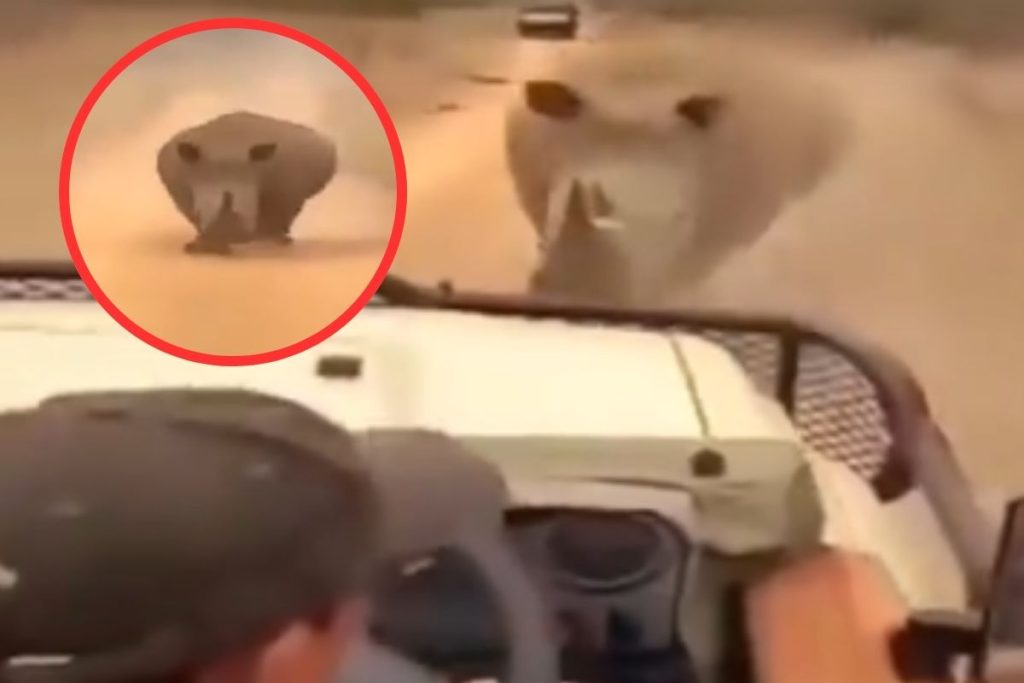 Rhino attack video