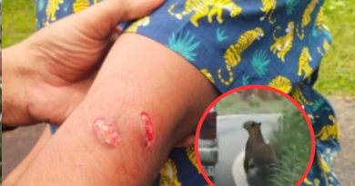 Viral Video Leopard Attacks