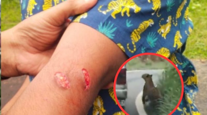 Viral Video Leopard Attacks